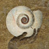 "Nautilus"